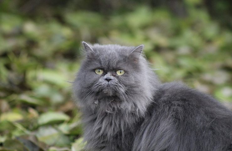 perchè il gatto persiano è adatto ai bambini