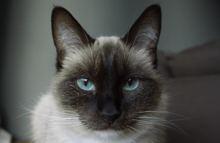 gatto siamese