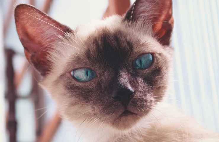 Gatto siamese