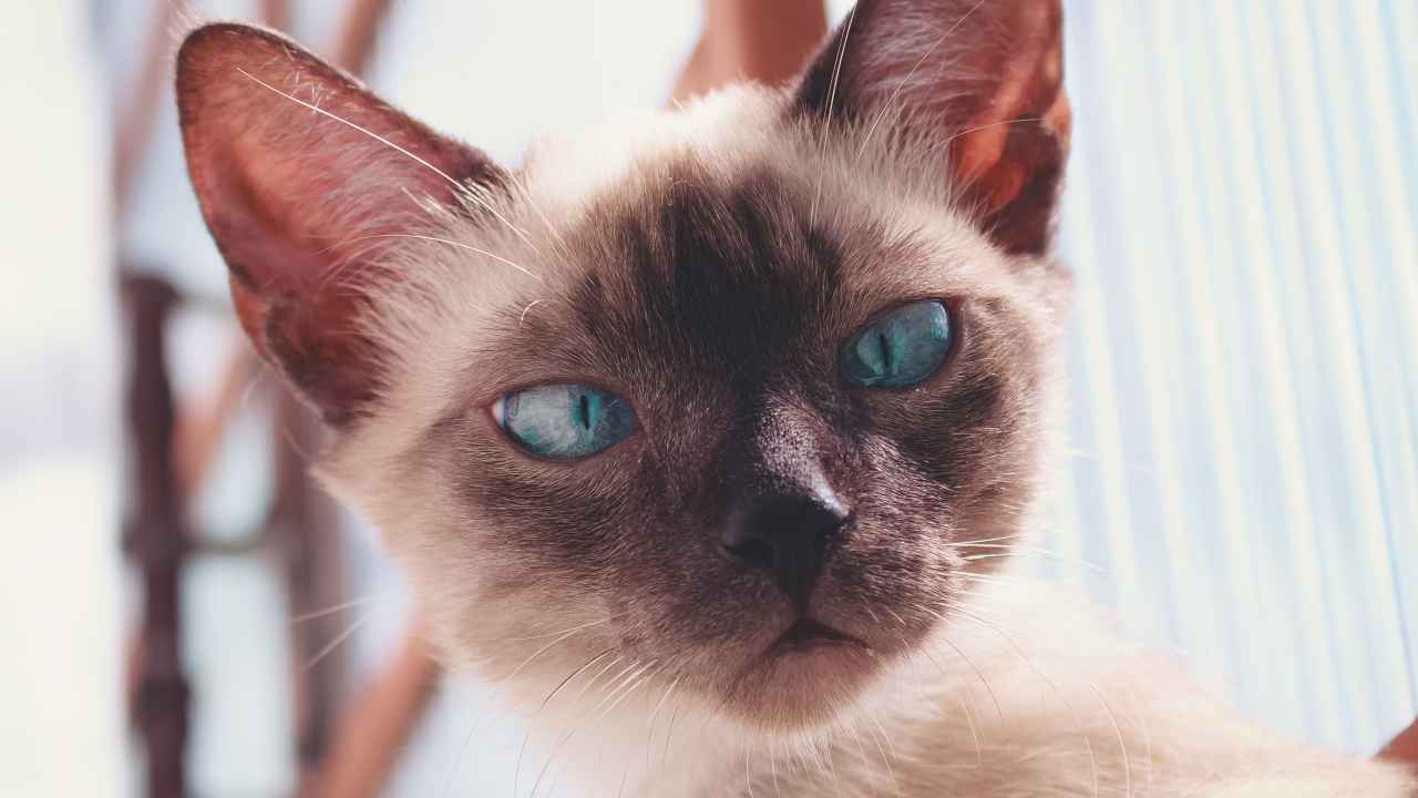 Quanto vive un gatto siamese è tra le razze più longeve Quanto vive un gatto siamese è tra le razze più longeve