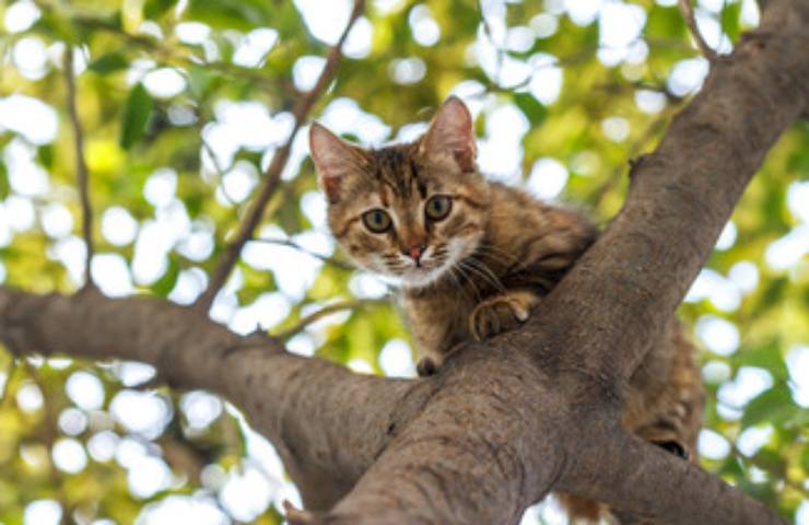 gatto su albero pigro?
