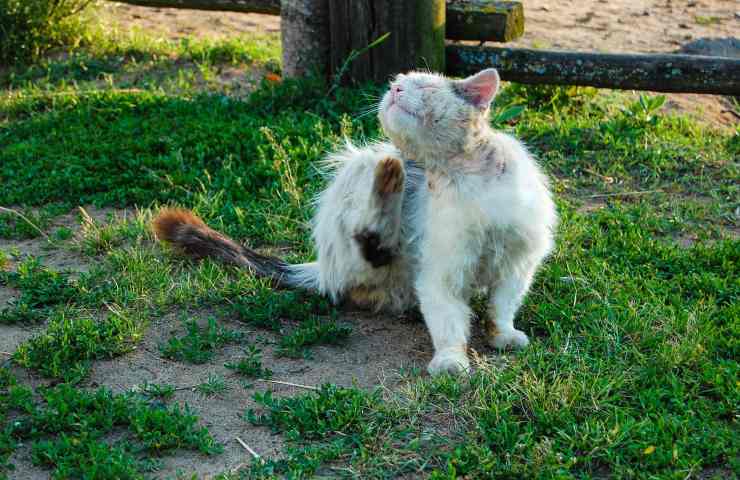 come capire se i nostri animali domestici hanno le pulci