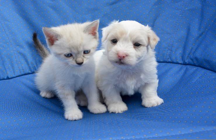 educare gatto come fosse cane