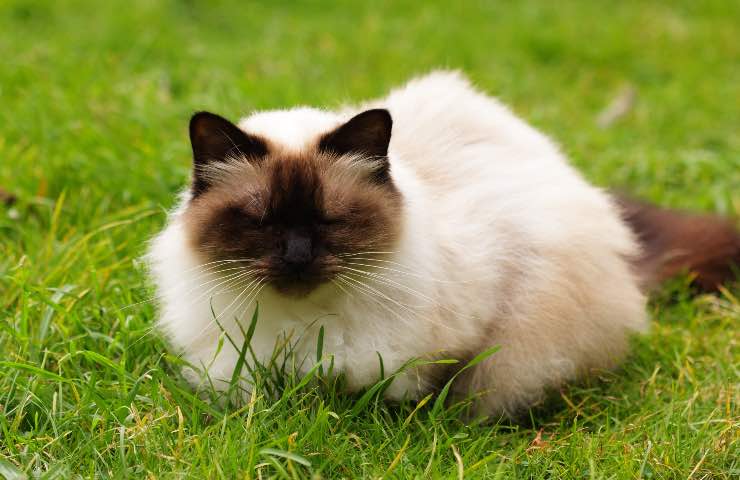 gatto himalayano e bambino