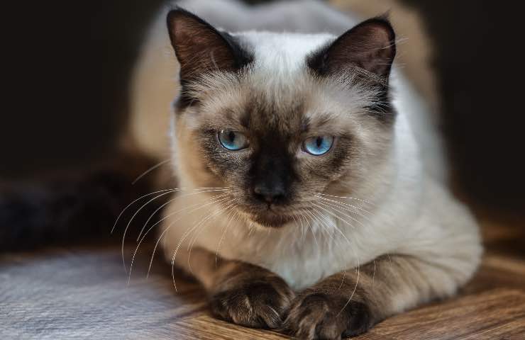 gatto siamese o ragdoll