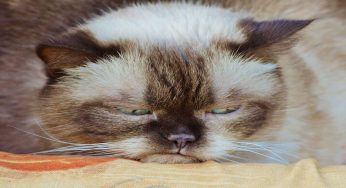 Se il gatto smette di utilizzare la lettiera può essere per questo