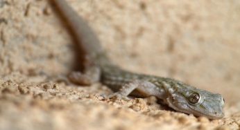 Queste piante allontanano i gechi: non entreranno in casa