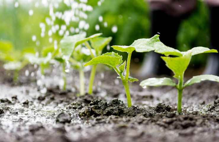 come creare livello di umidità giusta per le piante