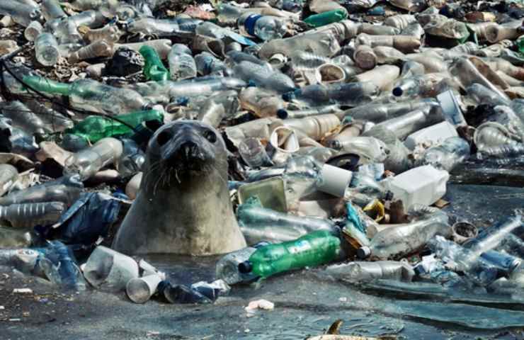 isola di plastica colpa pesca