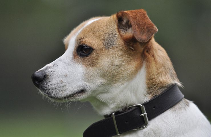 tutti i cani di re Carlo