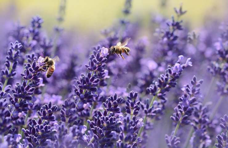 non potare lavanda settembre