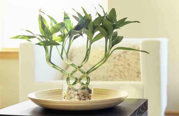 lucky bamboo storia come curarlo