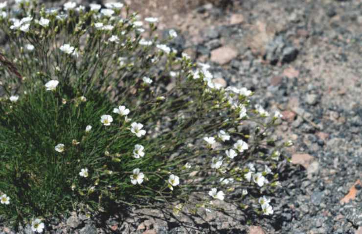 coltivare minuartia