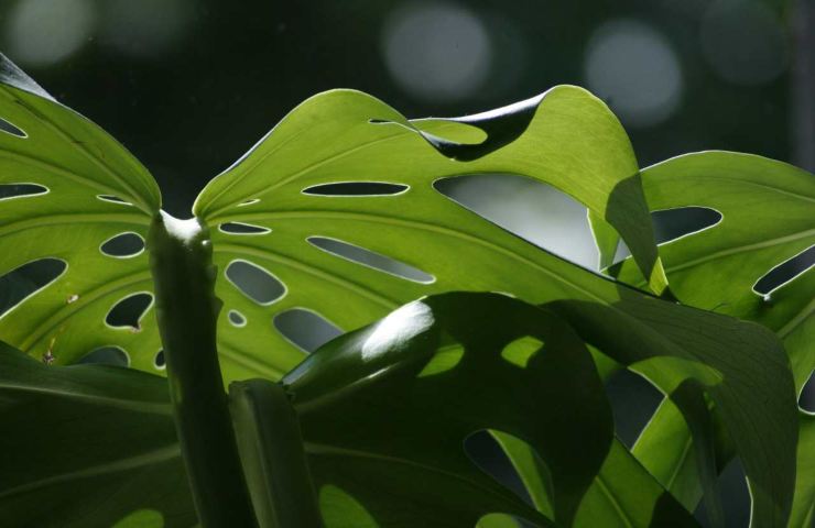 arredare con questa pianta rende lussuoso l'ambiente