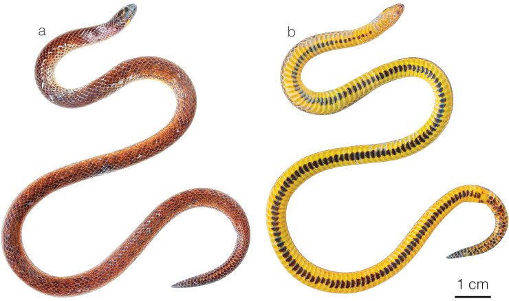 Nuove specie serpenti come sono fatti