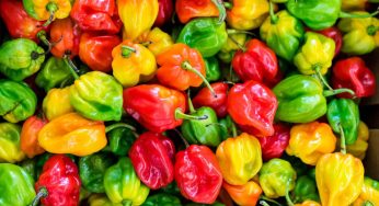 Come coltivare i peperoni in casa: cosa serve e come fare