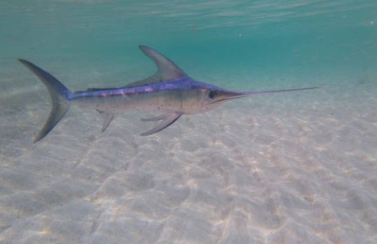 pesce spada in mare