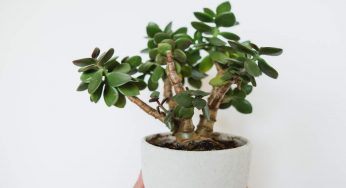 Pianta di giada: cosa devi sapere se è presente in casa