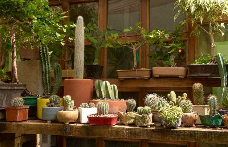 come proteggere i cactus dall'inverno