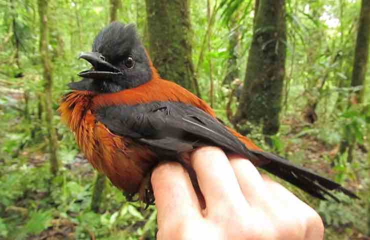 pitohui unico uccello velenoso