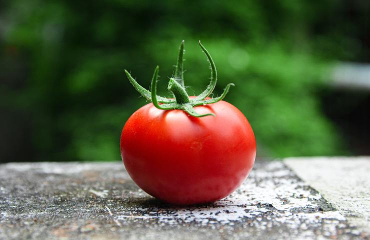 Cane pomodoro