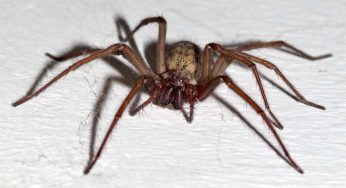 Questo rimedio naturale allontana i ragni da casa
