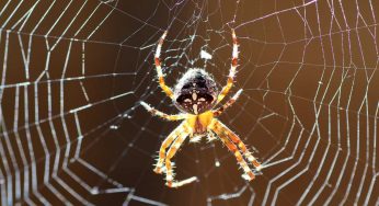 Perchè ti ritrovi spesso ragni in casa: c’è un motivo