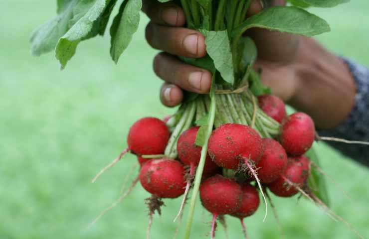 cosa piantare a settembre nell'orto