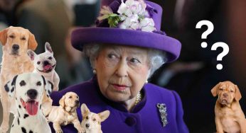 Cani: era questa la razza preferita della Regina Elisabetta