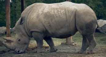 Giornata mondiale del rinoceronte: la specie continua ad essere a rischio