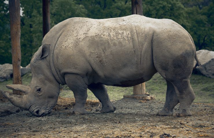 giornata mondiale rinoceronte
