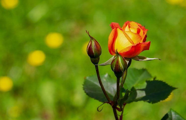 potatura delle rose come e quando si fa