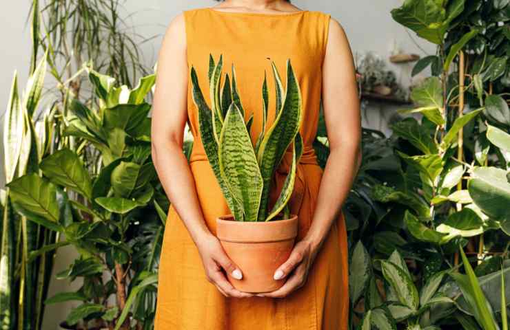 Sansevieria in casa 