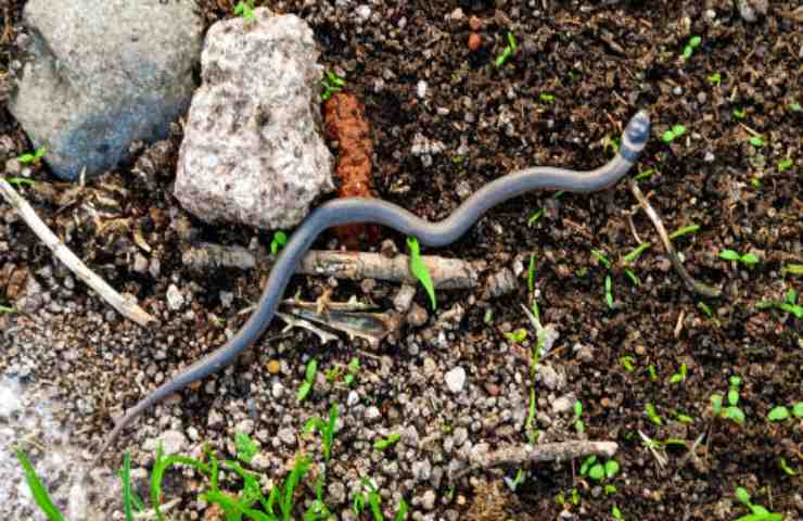 allontanare serpenti da giardino