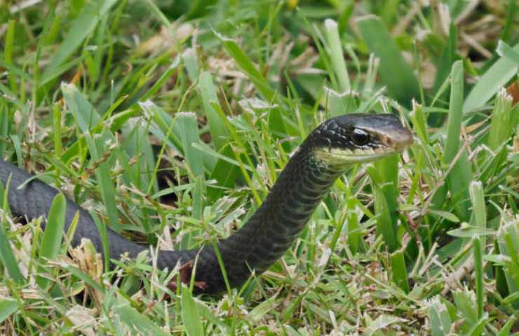 allontanare serpenti da giardino