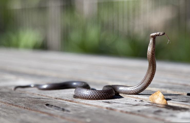 barriera anti serpente giardino