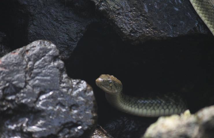 serpenti inverno