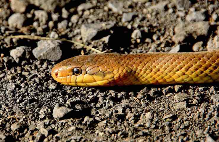 serpente giardino autunno