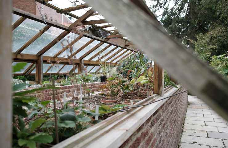 con queste proteggi le piante del giardino dall'inverno