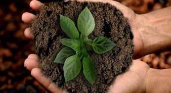 Piante: un sistema facile ed economico per la crescita