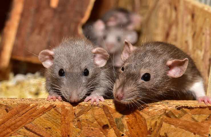 Questa pianta allontana i topi da casa: la odiano