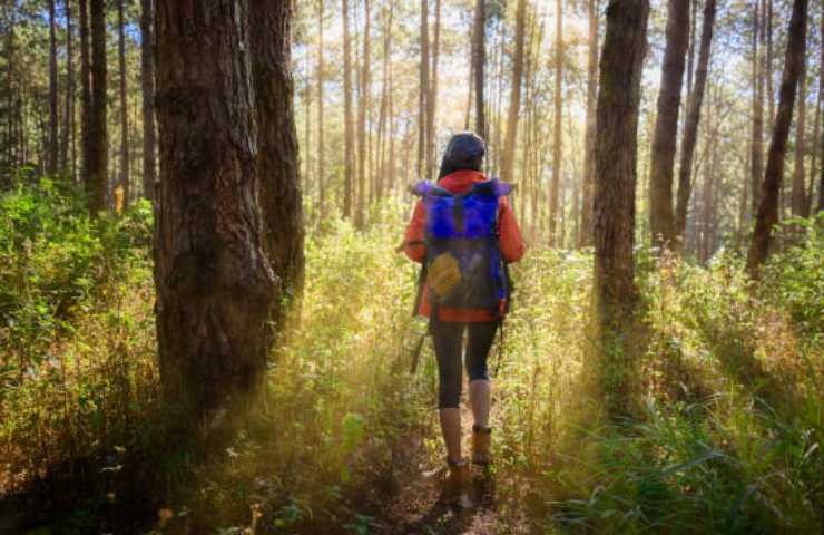 escursioni montagna bosco