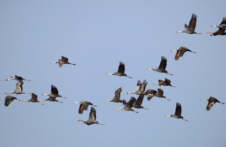 uccelli migratori adattamento al clima
