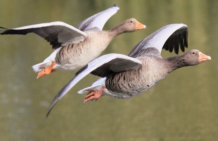 uccelli migratori adattamento al clima