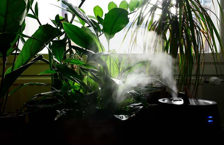 Nebulizzare le piante: tutti i modi per farlo