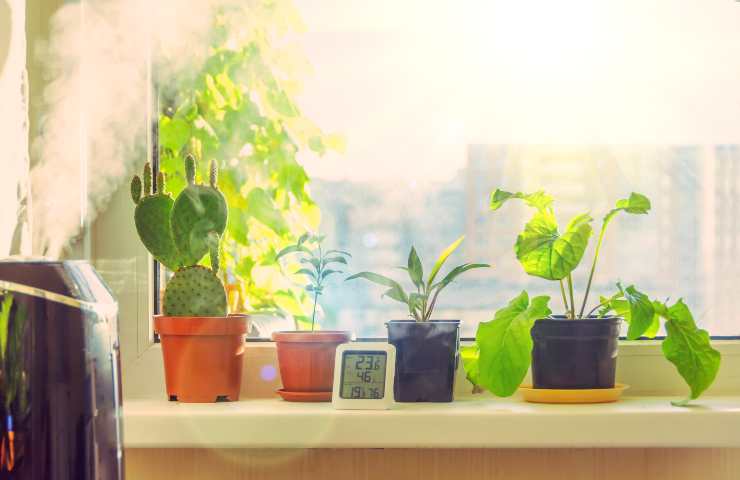 Nebulizzare le piante: tutti i modi per farlo