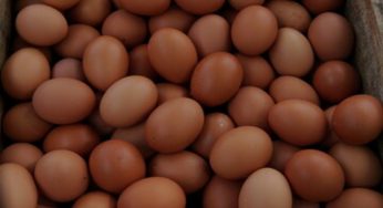 Se sai questa cosa sulle uova potresti non mangiarle più