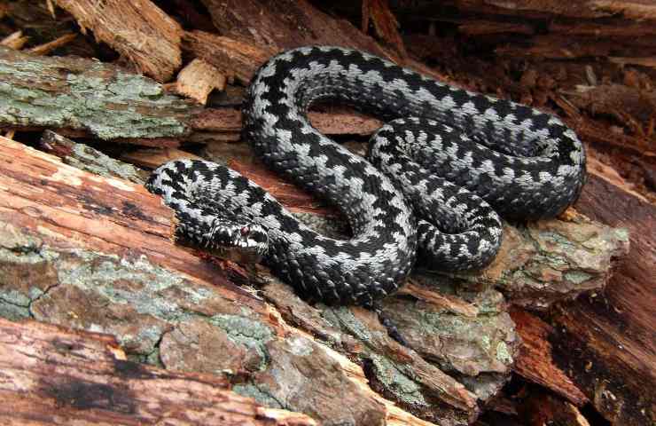 cane morso vipera cosa fare