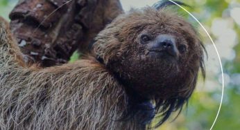 Bradipo dalla testa a forma di noce di cocco: la nuova specie