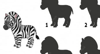 Riesci a trovare la giusta ombra della zebra? | Test